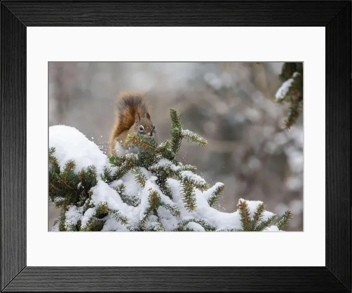 Framed Print : American red squirrel (Tamiasciurus hudsonicus) feeding in winter