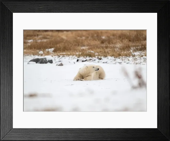 Framed Print : A young polar bear laying down and resting on snow covered ground hear the shore of Hudson Bay outside of Churchill Framed Print : A young polar bear laying down and resting on snow covered ground hear the shore of Hudson Bay outside of Churchill