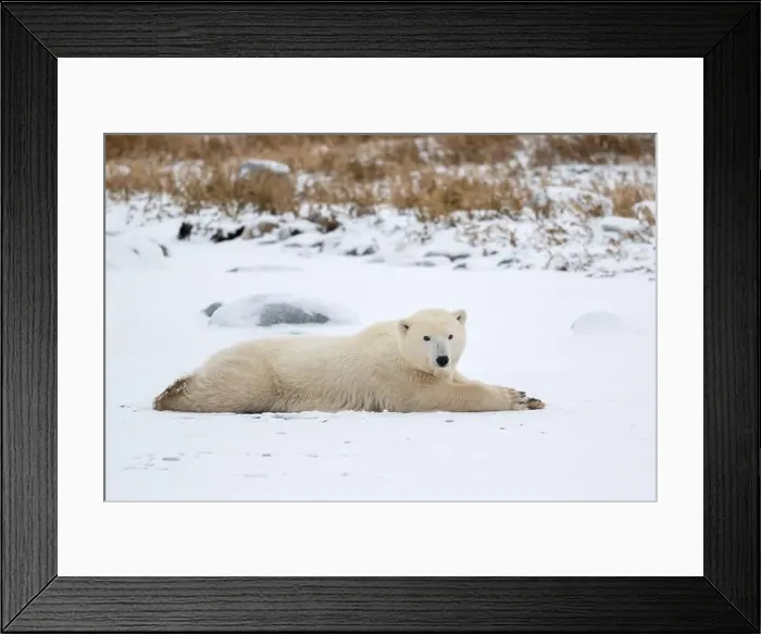 Framed Print : A young polar bear laying down and resting on snow covered ground hear the shore of Hudson Bay outside of Churchill Framed Print : A young polar bear laying down and resting on snow covered ground hear the shore of Hudson Bay outside of Churchill