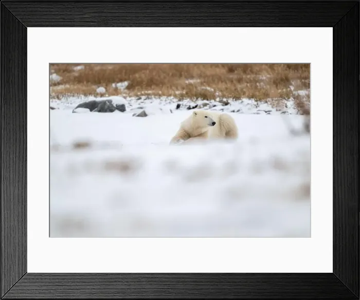 Framed Print : A young polar bear laying down and resting on snow covered ground hear the shore of Hudson Bay outside of Churchill Framed Print : A young polar bear laying down and resting on snow covered ground hear the shore of Hudson Bay outside of Churchill