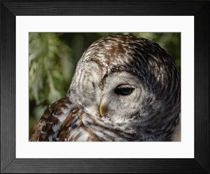 Framed Print : Barred owl closeup perched on a branch in winter in Canada Framed Print : Barred owl closeup perched on a branch in winter in Canada