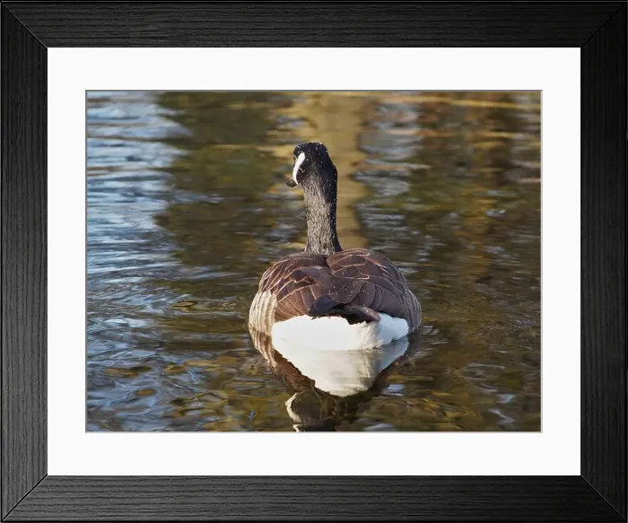 Framed Print : Close-up back view of a canadian goose (branta canadensis) on the pond in the Rheinaue park in Bonn Framed Print : Close-up back view of a canadian goose (branta canadensis) on the pond in the Rheinaue park in Bonn