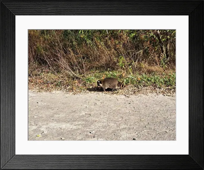 Framed Print : Raccoon on the beach at Bluffer's Park in Scarborough, Toronto, Ontario, Canada Framed Print : Raccoon on the beach at Bluffer's Park in Scarborough, Toronto, Ontario, Canada