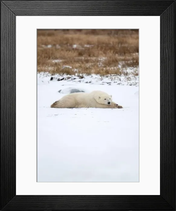 Framed Print : A young polar bear laying down and resting on snow covered ground hear the shore of Hudson Bay outside of Churchill Framed Print : A young polar bear laying down and resting on snow covered ground hear the shore of Hudson Bay outside of Churchill