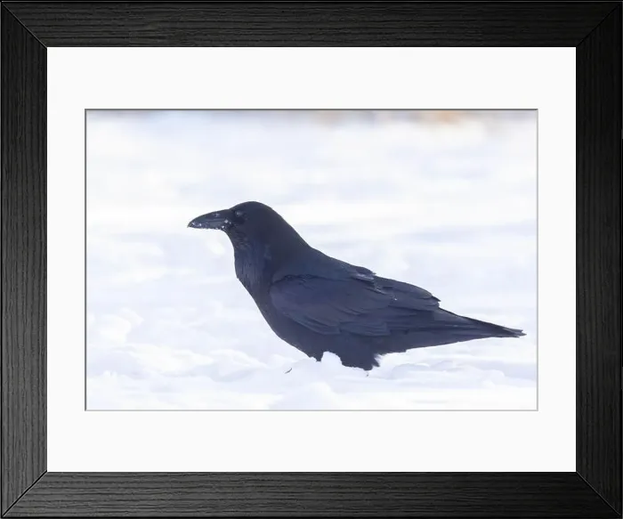 Framed Print : common raven or northern raven (Corvus corax) in winter Framed Print : common raven or northern raven (Corvus corax) in winter