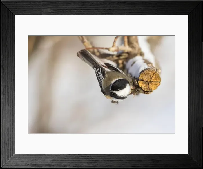 Framed Print : black-capped chickadee (Poecile atricapillus) in winter Framed Print : black-capped chickadee (Poecile atricapillus) in winter