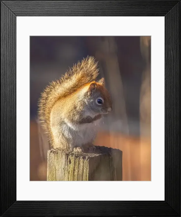 Framed Print : Red squirrel standing on a post on a cold winter morning in Canada