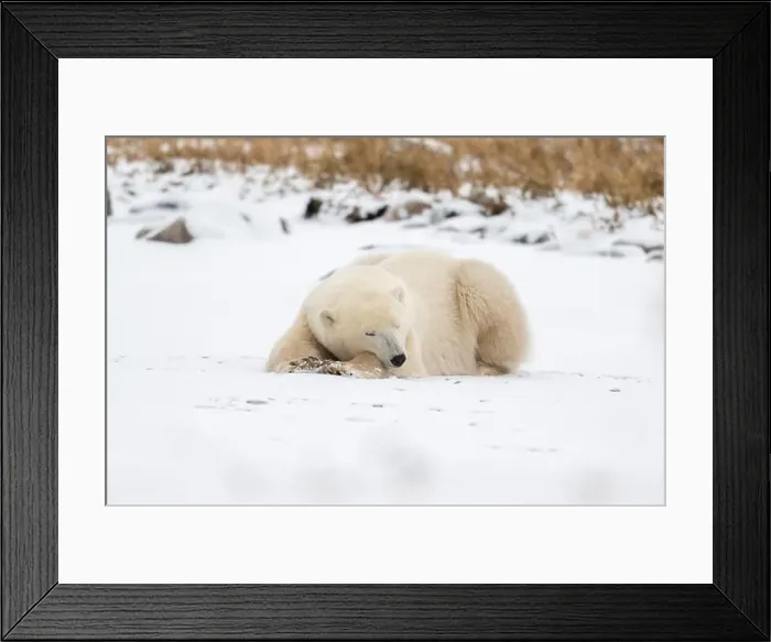 Framed Print : A young polar bear laying down and resting on snow covered ground hear the shore of Hudson Bay outside of Churchill Framed Print : A young polar bear laying down and resting on snow covered ground hear the shore of Hudson Bay outside of Churchill