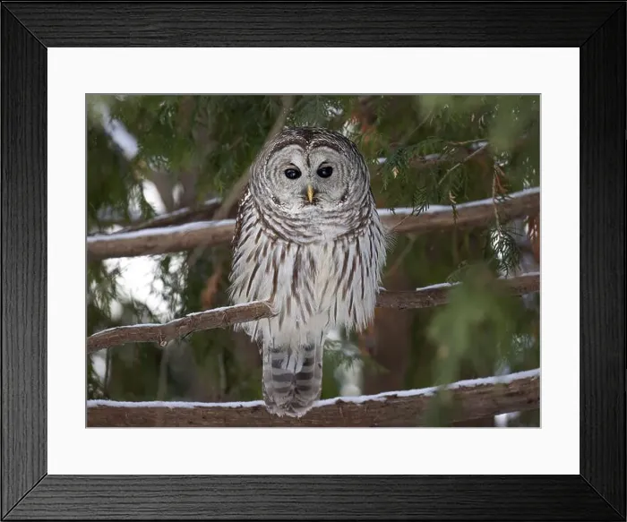 Framed Print : A Barred owl (Strix varia) perched in a cedar tree in the winter forest in Canada Framed Print : A Barred owl (Strix varia) perched in a cedar tree in the winter forest in Canada
