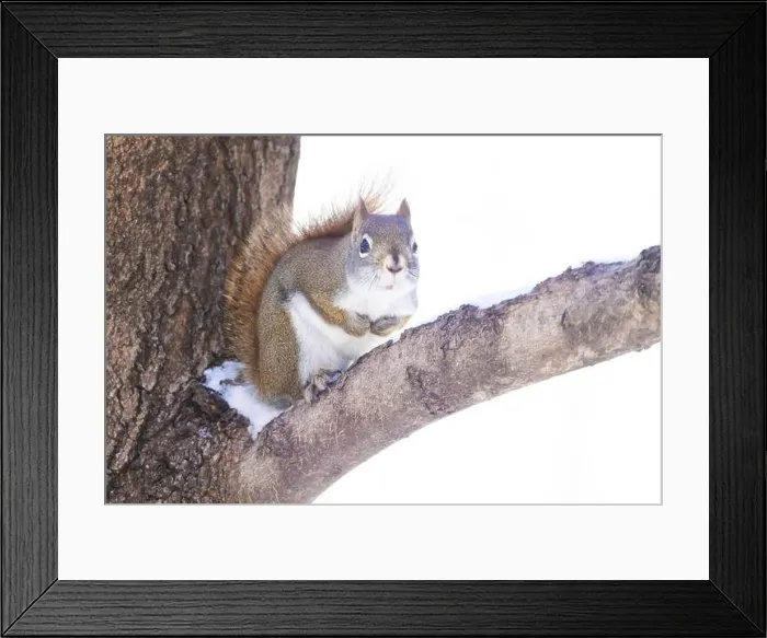 Framed Print : American red squirrel (Tamiasciurus hudsonicus) Framed Print : American red squirrel (Tamiasciurus hudsonicus)