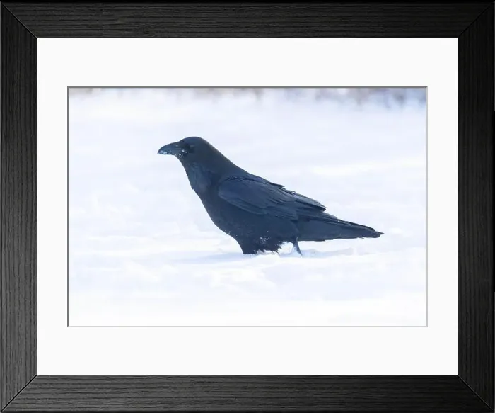 Framed Print : common raven or northern raven (Corvus corax) in winter Framed Print : common raven or northern raven (Corvus corax) in winter