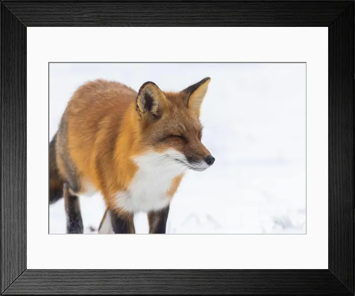 Framed Print : Red fox in winter Framed Print : Red fox in winter