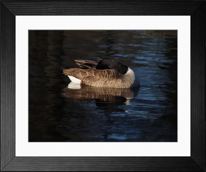 Framed Print : A preening canadian goose (branta canadensis) on the pond in the Rheinaue park in Bonn Framed Print : A preening canadian goose (branta canadensis) on the pond in the Rheinaue park in Bonn