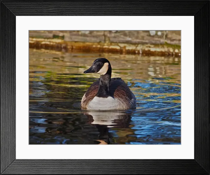 Framed Print : Close-up frontal view of a canadian goose (branta canadensis) on the pond in the Rheinaue park in Bonn Framed Print : Close-up frontal view of a canadian goose (branta canadensis) on the pond in the Rheinaue park in Bonn