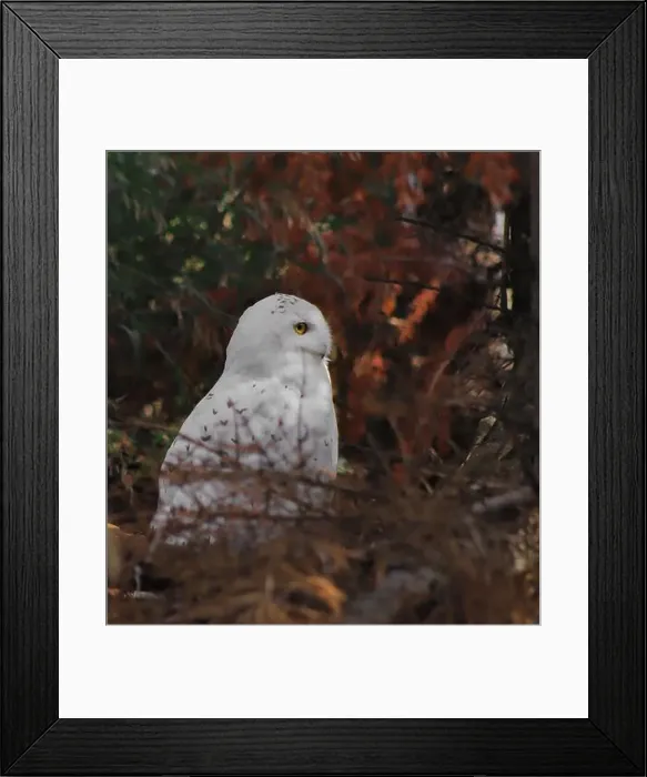 Framed Print : This is a Snowy Owl, another bird that I got to see during y visit at the Calgary Zoo Framed Print : This is a Snowy Owl, another bird that I got to see during y visit at the Calgary Zoo
