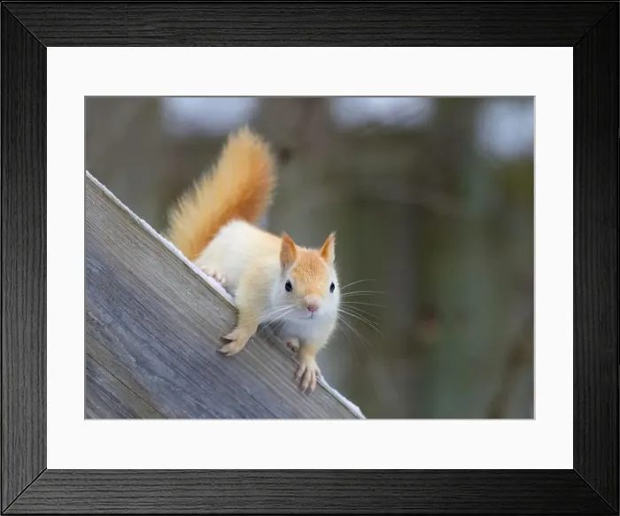 Framed Print : White squirrel (leucistic red squirrel) posing on wooden rail on a cold winter morning in Canada