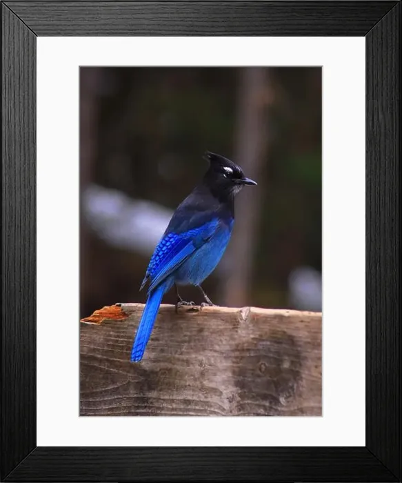 Framed Print : Here's my first picture of a Steller's Jay. Enjoy ;) Framed Print : Here's my first picture of a Steller's Jay. Enjoy ;)