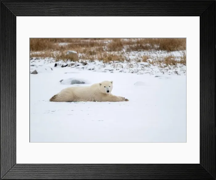 Framed Print : A young polar bear laying down and resting on snow covered ground hear the shore of Hudson Bay outside of Churchill Framed Print : A young polar bear laying down and resting on snow covered ground hear the shore of Hudson Bay outside of Churchill