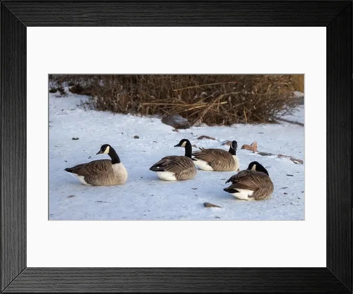 Framed Print : Canada geese resting in winter Framed Print : Canada geese resting in winter
