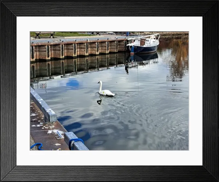 Framed Print : Trumpeter swan preening itself at the boat launch at Bluffer's Park in Scarborough, Toronto, Ontario, Canada Framed Print : Trumpeter swan preening itself at the boat launch at Bluffer's Park in Scarborough, Toronto, Ontario, Canada