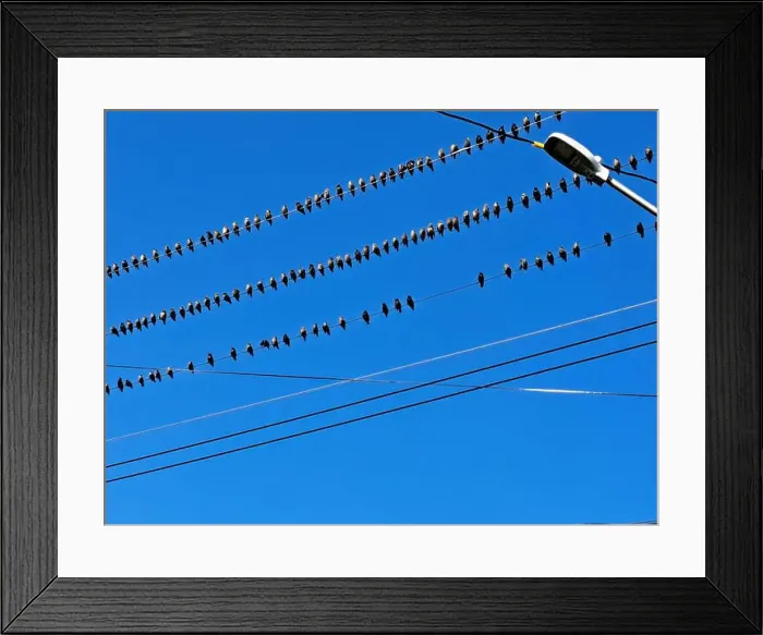 Framed Print : Birds sitting on a wire in Petty Harbour–Maddox Cove, Newfoundland & Labrador, Canada Framed Print : Birds sitting on a wire in Petty Harbour–Maddox Cove, Newfoundland & Labrador, Canada