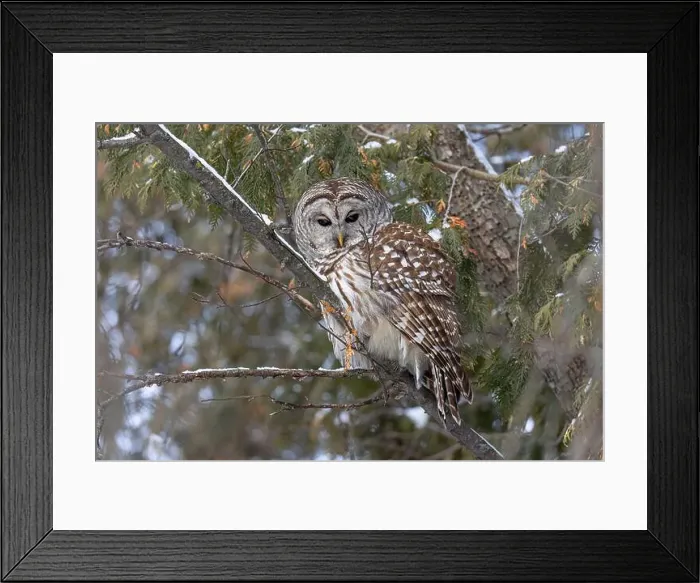 Framed Print : A Barred owl (Strix varia) perched in a cedar tree in the winter forest in Canada Framed Print : A Barred owl (Strix varia) perched in a cedar tree in the winter forest in Canada