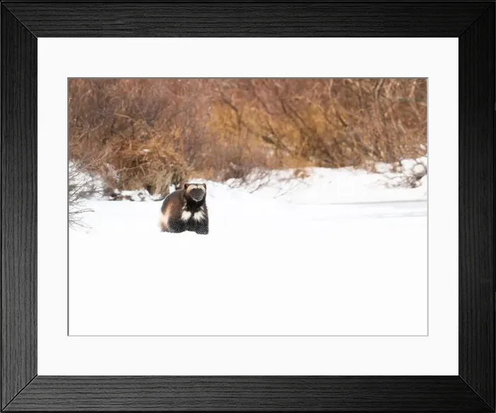 Framed Print : A wolverine running along the shoreline of a frozen lake near Churchill, Manitoba Framed Print : A wolverine running along the shoreline of a frozen lake near Churchill, Manitoba