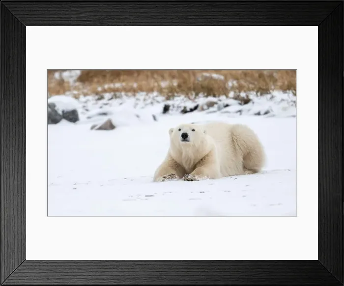 Framed Print : A young polar bear laying down and resting on snow covered ground hear the shore of Hudson Bay outside of Churchill Framed Print : A young polar bear laying down and resting on snow covered ground hear the shore of Hudson Bay outside of Churchill