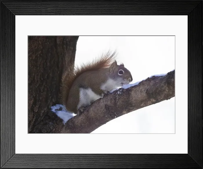 Framed Print : American red squirrel (Tamiasciurus hudsonicus) Framed Print : American red squirrel (Tamiasciurus hudsonicus)