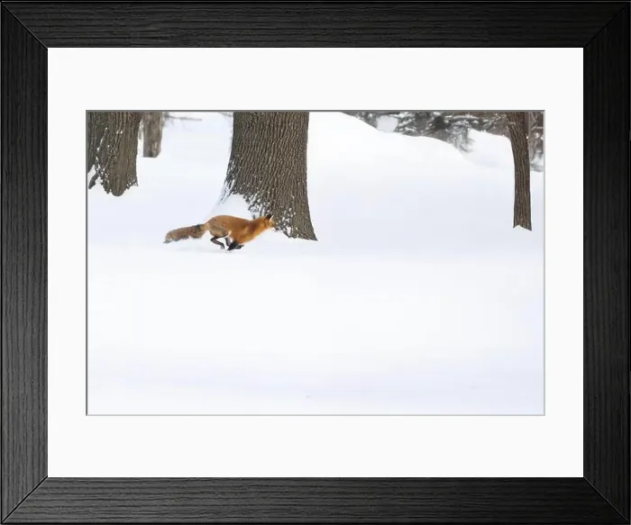 Framed Print : Red fox in winter Framed Print : Red fox in winter