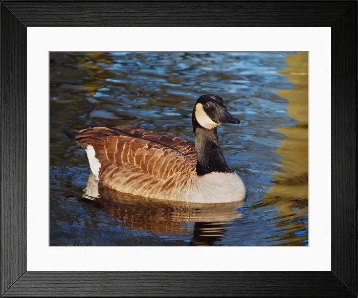 Framed Print : Close-up view of a canadian goose (branta canadensis) on the pond in the Rheinaue park in Bonn Framed Print : Close-up view of a canadian goose (branta canadensis) on the pond in the Rheinaue park in Bonn