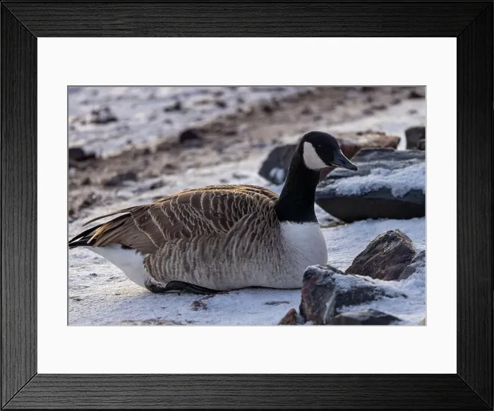 Framed Print : Canada goose resting in winter Framed Print : Canada goose resting in winter