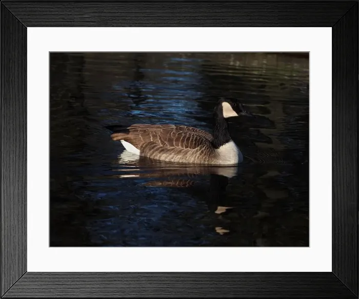 Framed Print : A canadian goose (branta canadensis) on the pond in the Rheinaue park in Bonn, Germany on a sunny day in December Framed Print : A canadian goose (branta canadensis) on the pond in the Rheinaue park in Bonn, Germany on a sunny day in December