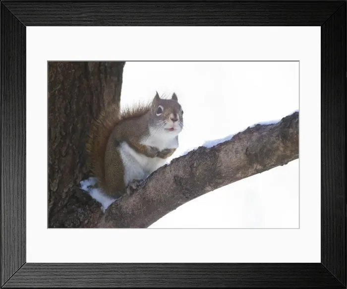 Framed Print : American red squirrel (Tamiasciurus hudsonicus) Framed Print : American red squirrel (Tamiasciurus hudsonicus)