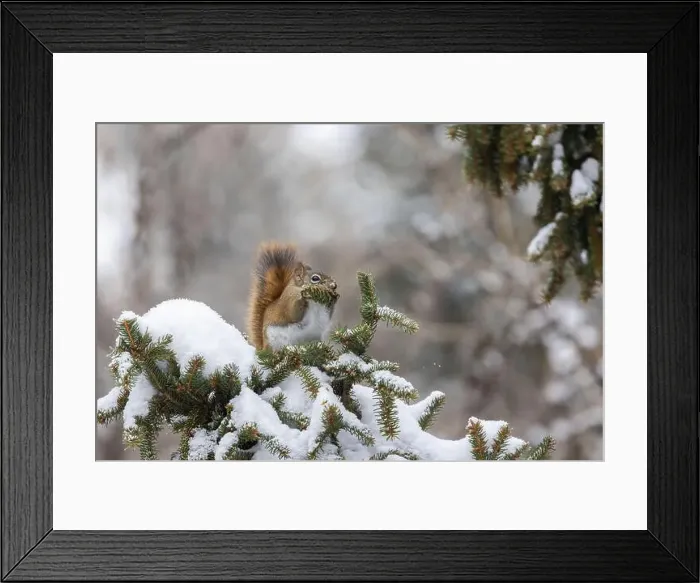 Framed Print : American red squirrel (Tamiasciurus hudsonicus) feeding in winter