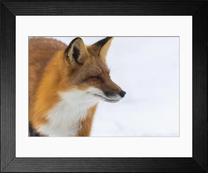 Framed Print : Red fox in winter Framed Print : Red fox in winter