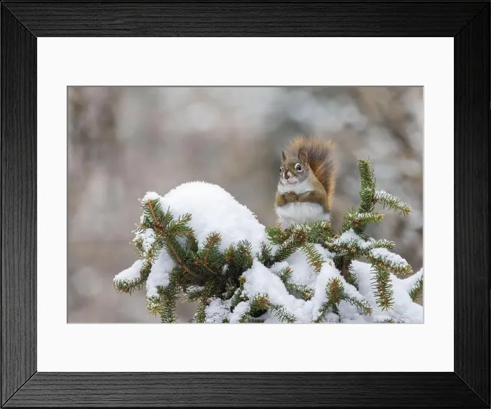 Framed Print : American red squirrel (Tamiasciurus hudsonicus) feeding in winter Framed Print : American red squirrel (Tamiasciurus hudsonicus) feeding in winter