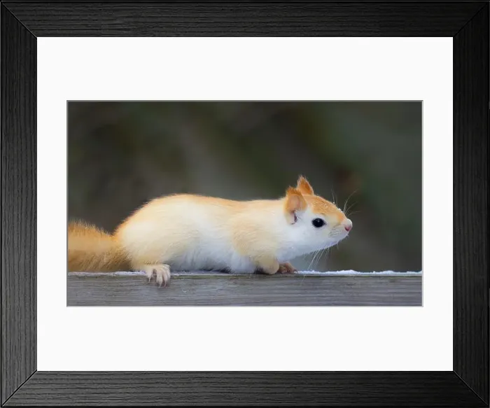 Framed Print : White squirrel (leucistic red squirrel) posing on wooden rail on a cold winter morning in Canada Framed Print : White squirrel (leucistic red squirrel) posing on wooden rail on a cold winter morning in Canada