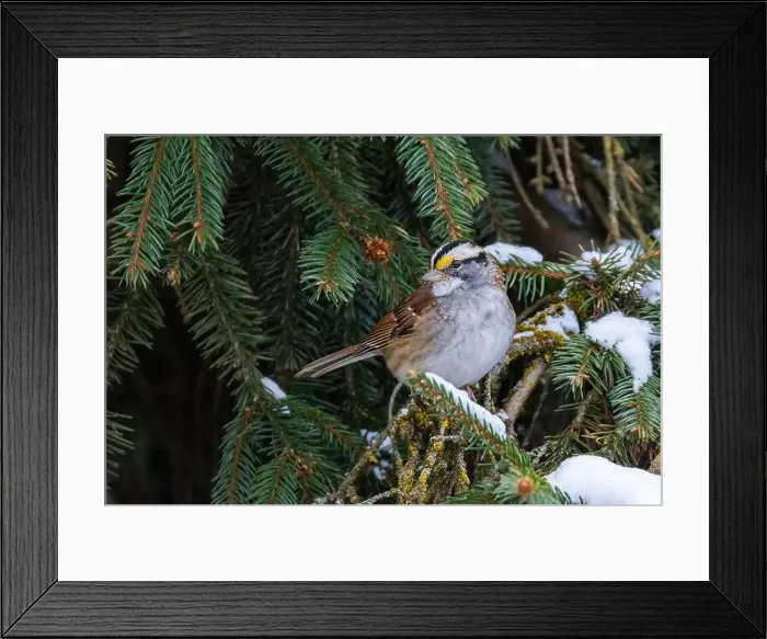 Framed Print : white-throated sparrow (Zonotrichia albicollis) in winter Framed Print : white-throated sparrow (Zonotrichia albicollis) in winter