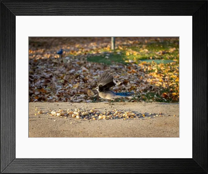 Framed Print : Blue Jay spreading wings in front of bird seeds in the backyard Framed Print : Blue Jay spreading wings in front of bird seeds in the backyard