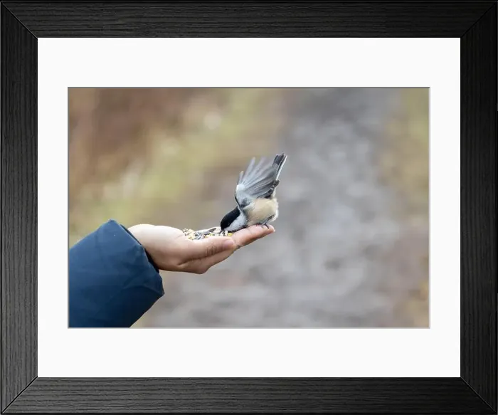 Framed Print : Black capped chickadee eating from a woman's hand Framed Print : Black capped chickadee eating from a woman's hand