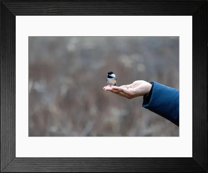 Framed Print : Black capped chickadee eating from a woman's hand Framed Print : Black capped chickadee eating from a woman's hand