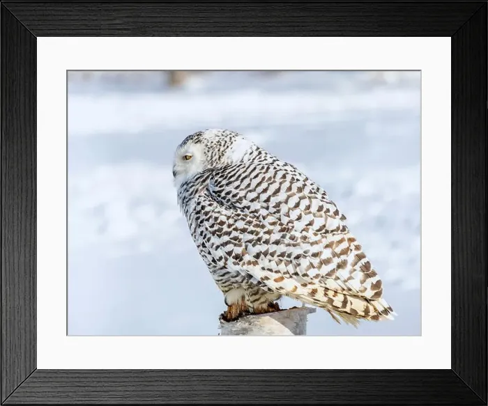 Framed Print : Snowy owl (Bubo scandiacus) perching on a pole on a cold winter morning, Southern Ontario Framed Print : Snowy owl (Bubo scandiacus) perching on a pole on a cold winter morning, Southern Ontario