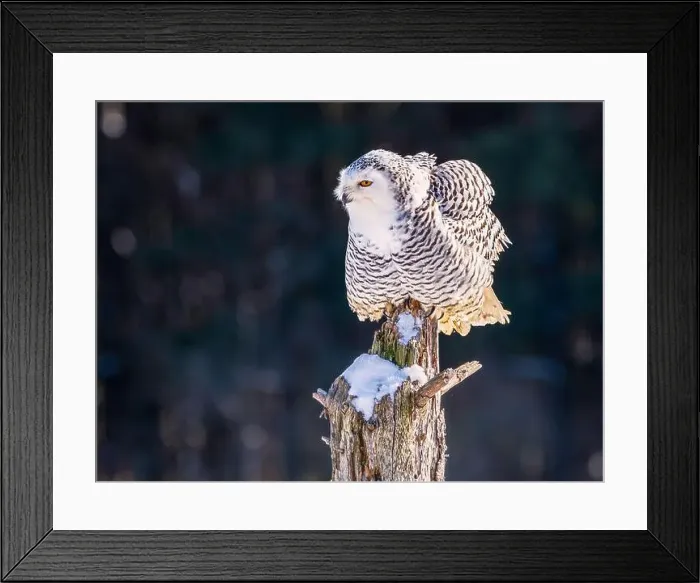 Framed Print : Snowy owl (Bubo scandiacus) perching on a rotten ftree stumo on a cold winter morning against dark foliage background Framed Print : Snowy owl (Bubo scandiacus) perching on a rotten ftree stumo on a cold winter morning against dark foliage background