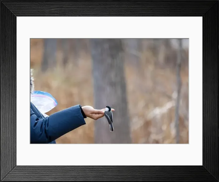 Framed Print : Black capped chickadee eating from a woman's hand Framed Print : Black capped chickadee eating from a woman's hand