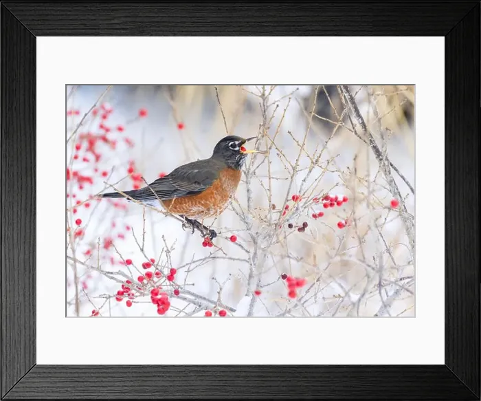 Framed Print : American robin (Turdus migratorius) eating berries in winter Framed Print : American robin (Turdus migratorius) eating berries in winter