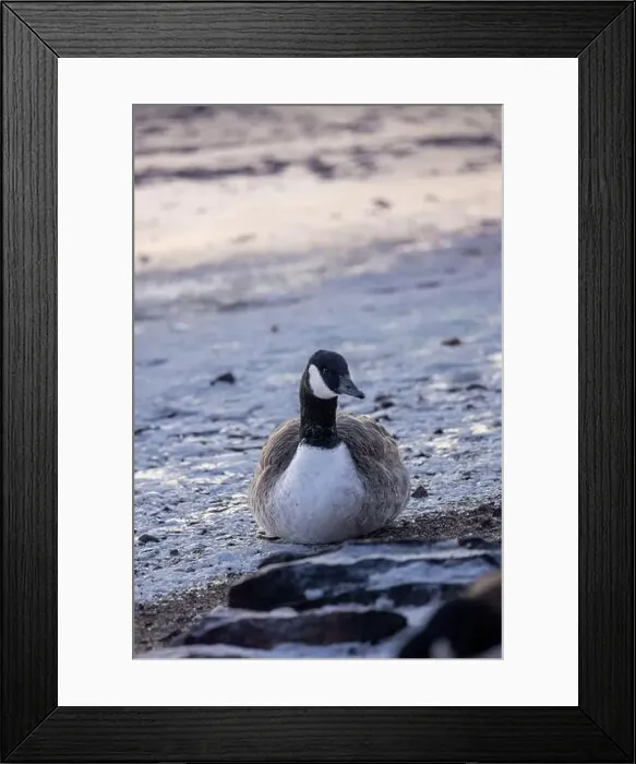 Framed Print : Canada goose resting Framed Print : Canada goose resting