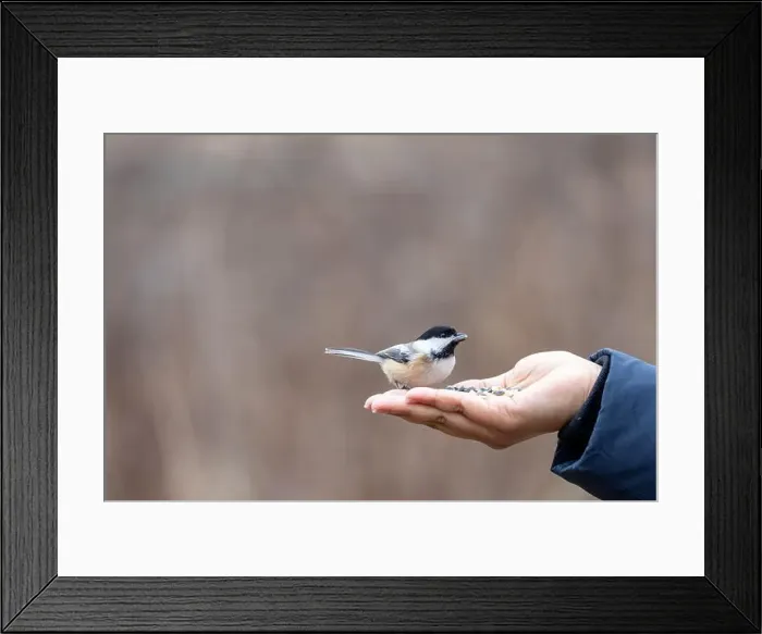 Framed Print : Black capped chickadee eating from a woman's hand Framed Print : Black capped chickadee eating from a woman's hand