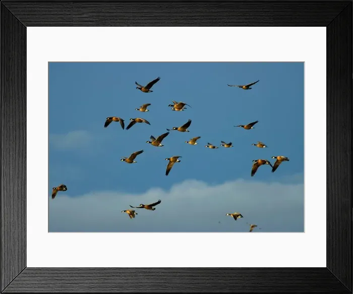 Framed Print : Canada geese (Branta canadensis) at McFadden's Marsh, William Finley National Wildlife Refuge, Oregon Framed Print : Canada geese (Branta canadensis) at McFadden's Marsh, William Finley National Wildlife Refuge, Oregon