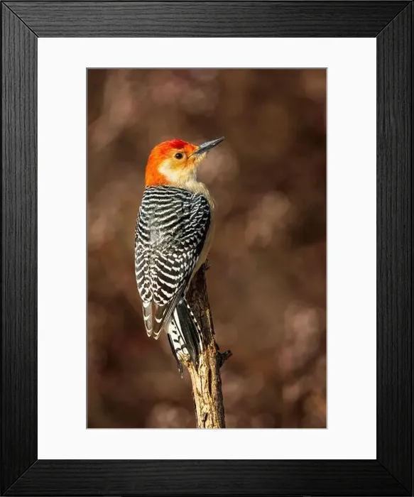 Framed Print : A male Red Bellied Woodpecker perched on a branch Framed Print : A male Red Bellied Woodpecker perched on a branch